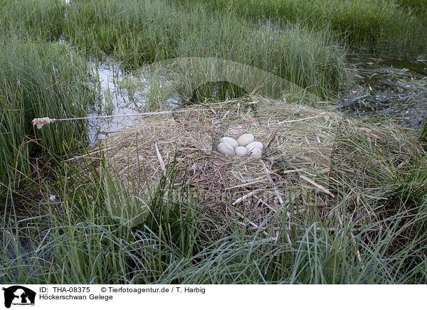 Hckerschwan Gelege / Mute Swan eggs / THA-08375