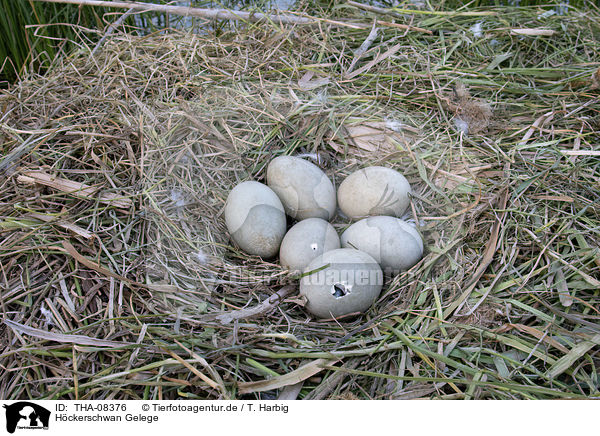 Hckerschwan Gelege / Mute Swan eggs / THA-08376