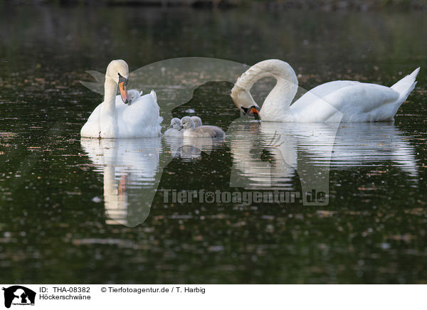 H�ckerschw�ne / Mute Swans / THA-08382