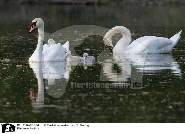H�ckerschw�ne / Mute Swans / THA-08384
