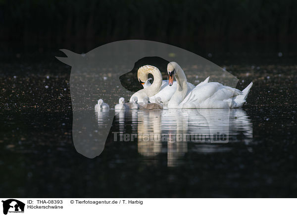 Hckerschwne / Mute Swans / THA-08393