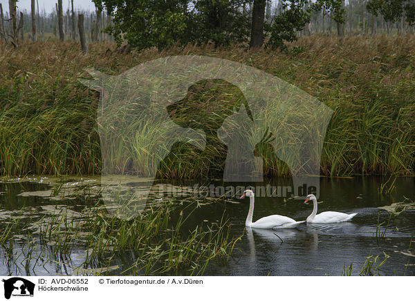 Hckerschwne / mute swans / AVD-06552