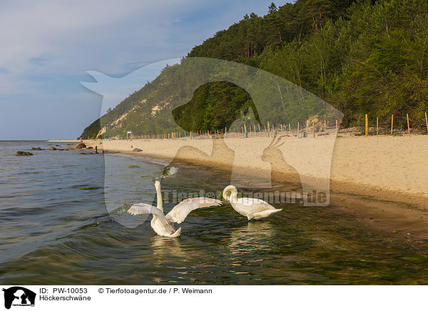 Hckerschwne / mute swans / PW-10053