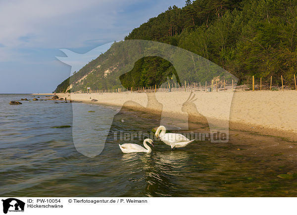 Hckerschwne / mute swans / PW-10054