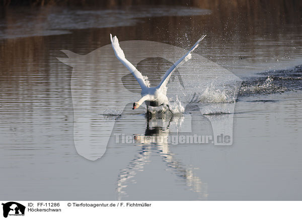 Hckerschwan / mute swan / FF-11286