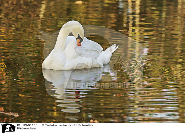 Hckerschwan / mute swan / HS-01135