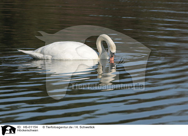 Hckerschwan / mute swan / HS-01154