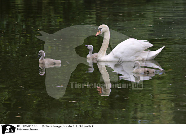 Hckerschwan / mute swan / HS-01185