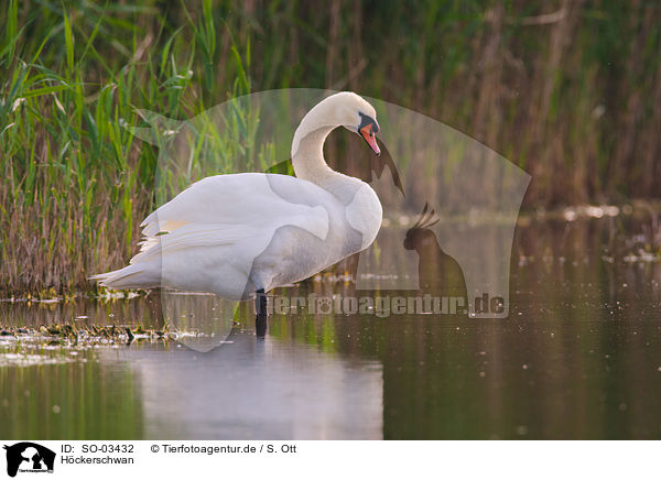 Hckerschwan / mute swan / SO-03432