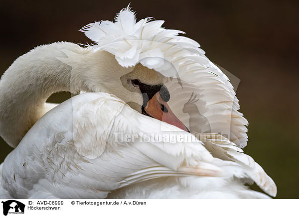 Hckerschwan / mute swan / AVD-06999