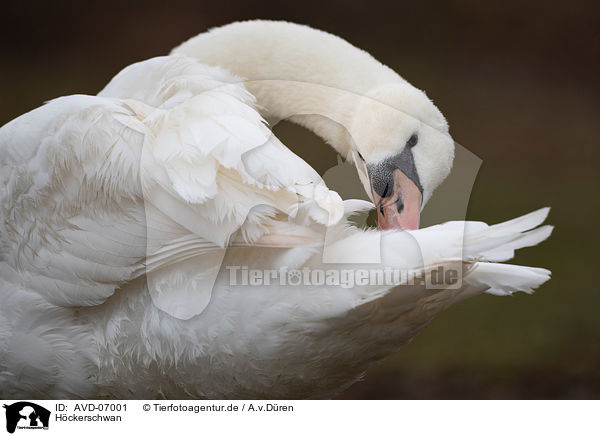 Hckerschwan / mute swan / AVD-07001