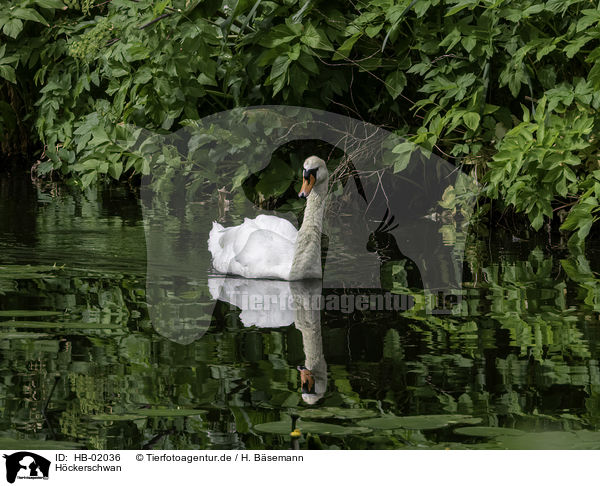 Hckerschwan / mute swan / HB-02036