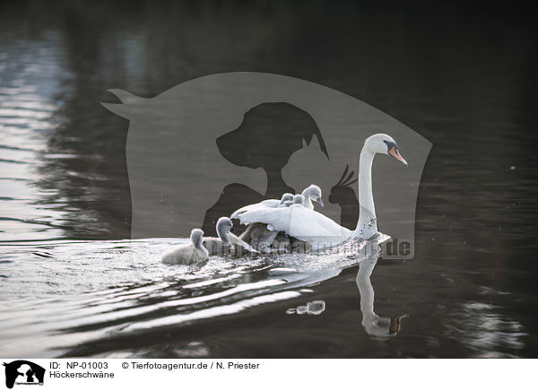 Hckerschwne / mute swans / NP-01003