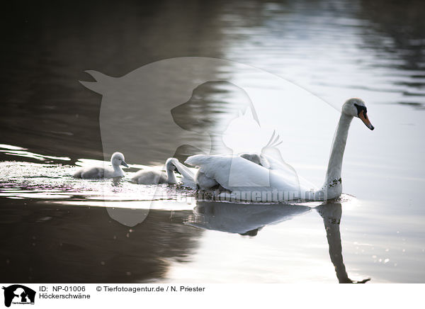 Hckerschwne / mute swans / NP-01006