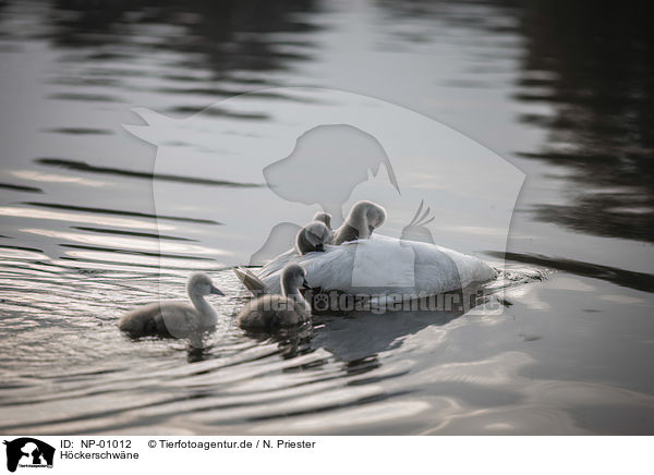 Hckerschwne / mute swans / NP-01012