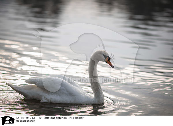 Hckerschwan / mute swan / NP-01013