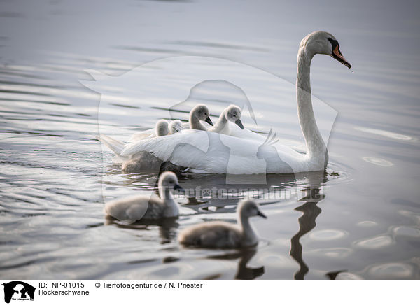 Hckerschwne / mute swans / NP-01015