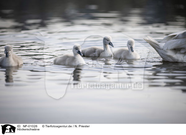 Hckerschwne / mute swans / NP-01026