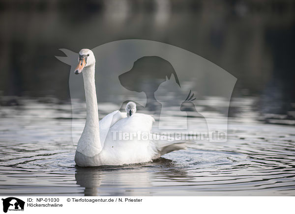 Hckerschwne / mute swans / NP-01030