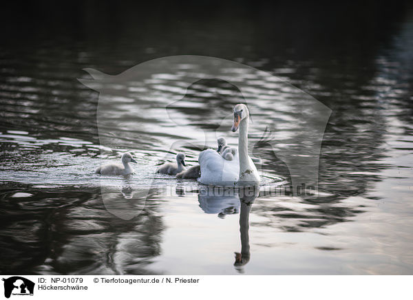 Hckerschwne / mute swans / NP-01079