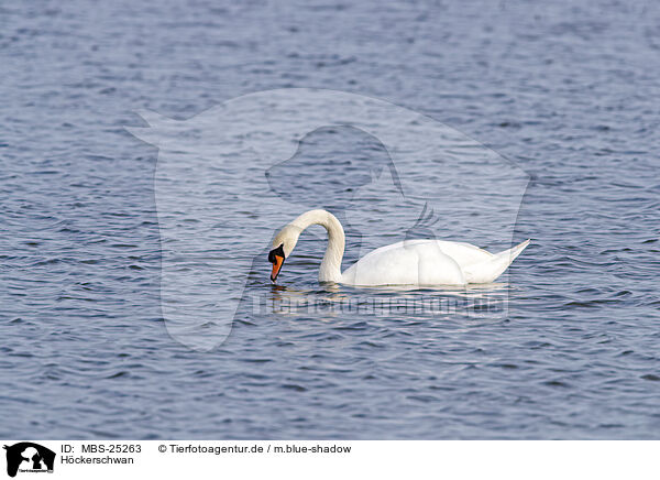 Hckerschwan / mute swan / MBS-25263