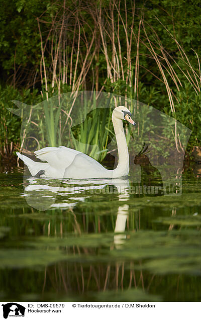 Hckerschwan / mute swan / DMS-09579