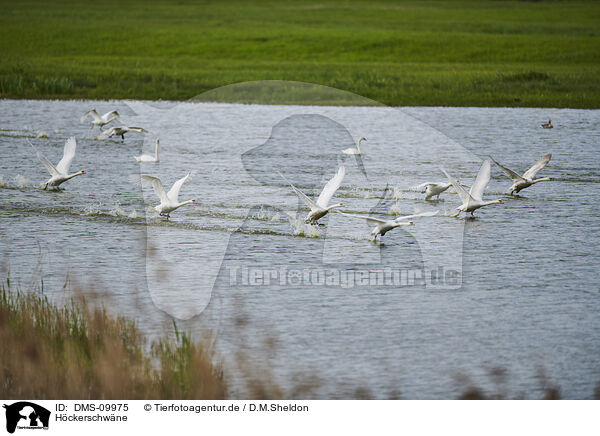 Hckerschwne / mute swans / DMS-09975