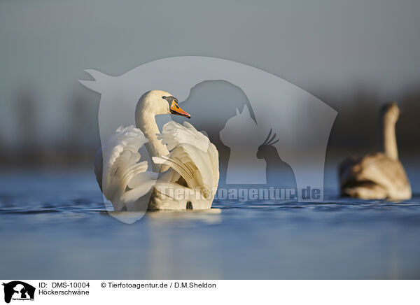 Hckerschwne / mute swans / DMS-10004