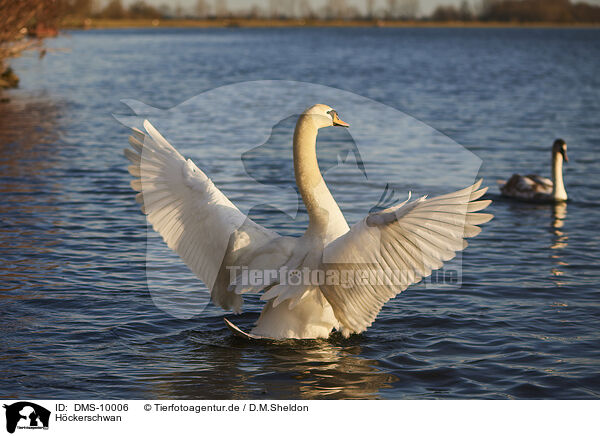 Hckerschwan / mute swan / DMS-10006