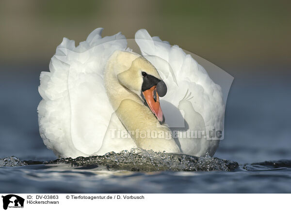 Hckerschwan / white swan / DV-03863