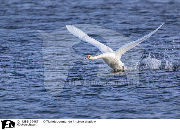 Hckerschwan / mute swan / MBS-25487