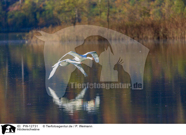 Hckerschwne / mute swans / PW-12731