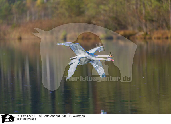 Hckerschwne / mute swans / PW-12734
