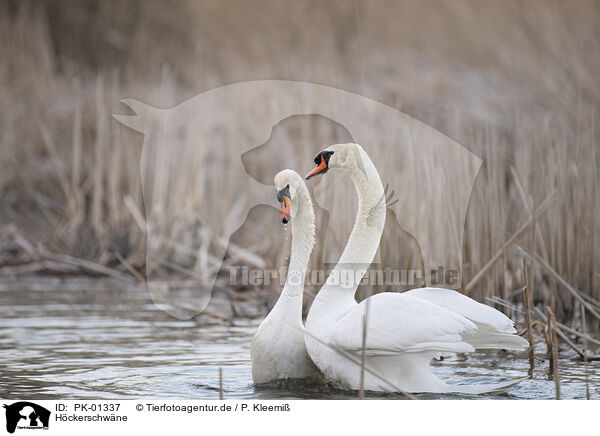 Hckerschwne / mute swans / PK-01337