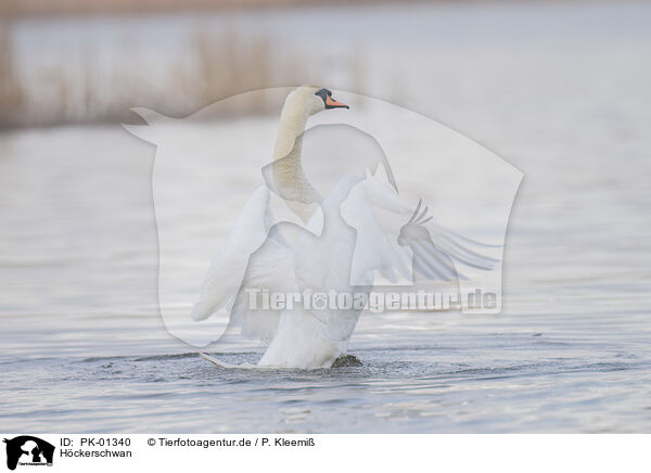 Hckerschwan / mute swan / PK-01340