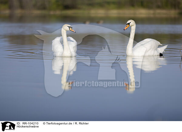 Hckerschwne / mute swans / RR-104210