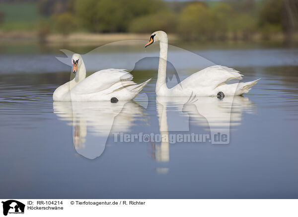 Hckerschwne / mute swans / RR-104214