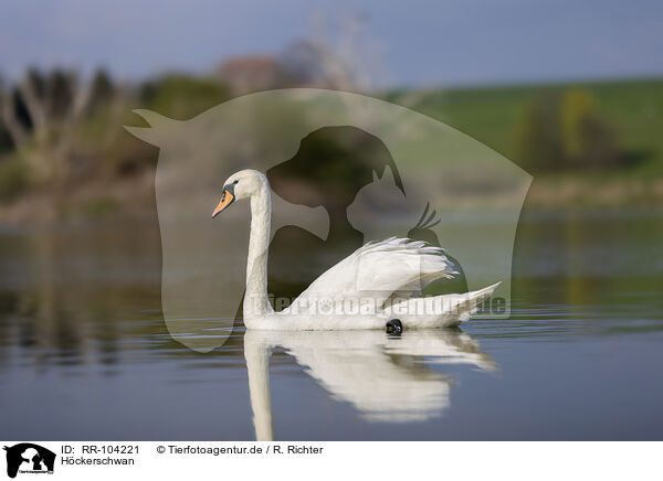Hckerschwan / mute swan / RR-104221