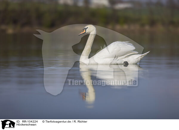 Hckerschwan / mute swan / RR-104224