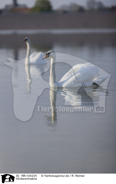 Hckerschwne / mute swans / RR-104234