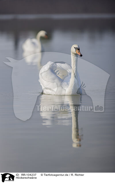 Hckerschwne / mute swans / RR-104237
