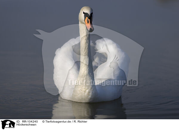 Hckerschwan / mute swan / RR-104240