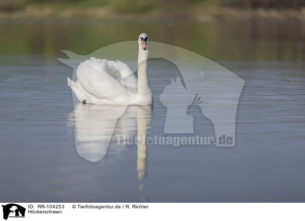 Hckerschwan / mute swan / RR-104253