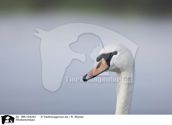 Hckerschwan / mute swan / RR-104291
