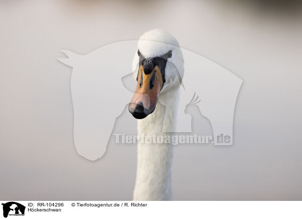 Hckerschwan / mute swan / RR-104296