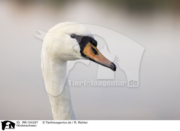 Hckerschwan / mute swan / RR-104297