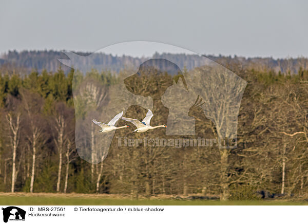 Hckerschwne / mute swans / MBS-27561