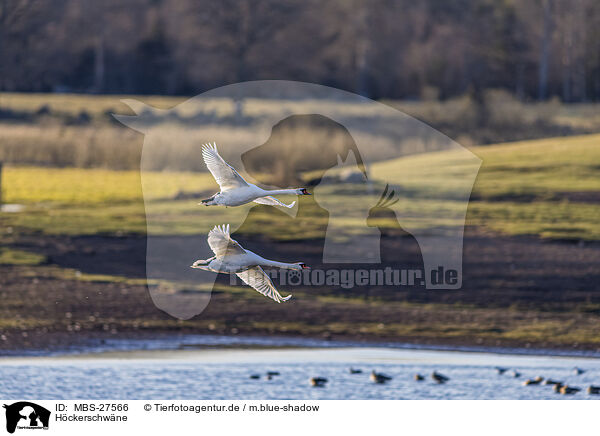 Hckerschwne / mute swans / MBS-27566