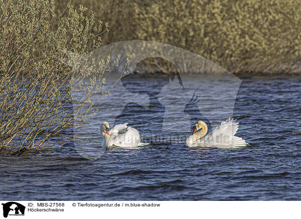 Hckerschwne / mute swans / MBS-27568