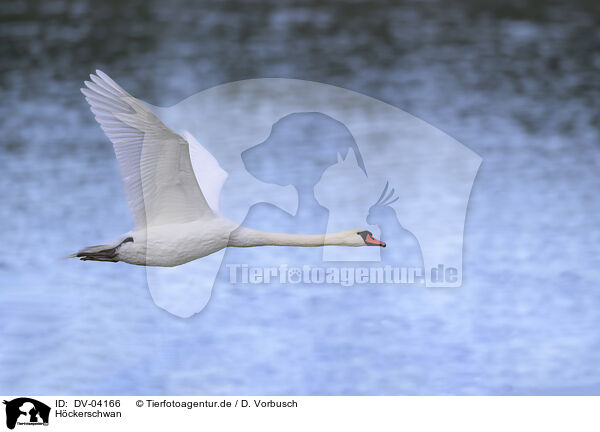 Hckerschwan / mute swan / DV-04166